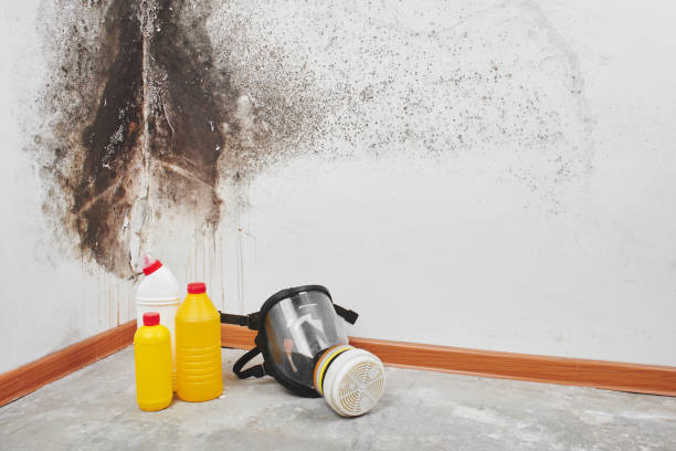 Best Mold Testing  in Palm Valley, TX