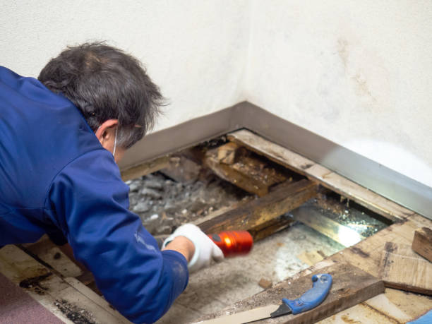 Professional Mold Removal in Palm Valley, TX