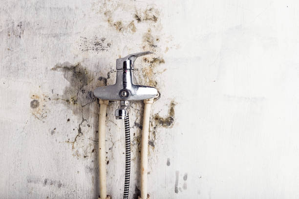 Best Mold Remediation  in Palm Valley, TX