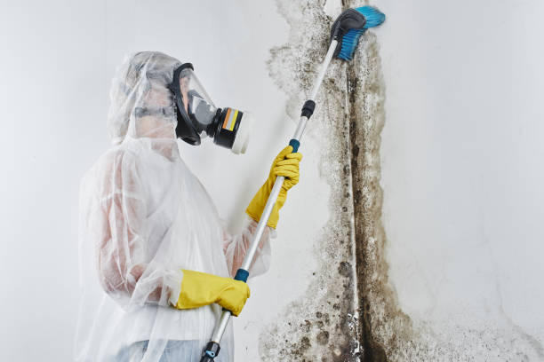 Best Mold Damage Repair  in Palm Valley, TX