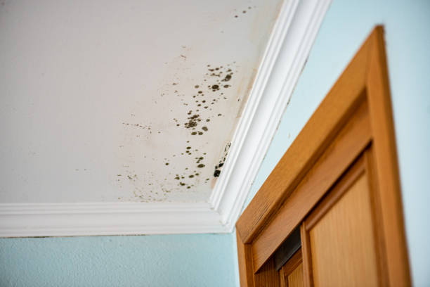Best Crawl Space Mold Removal  in Palm Valley, TX