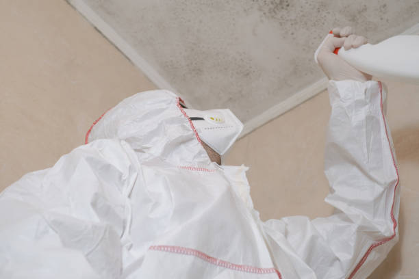 Best Local Mold Removal Service  in Palm Valley, TX