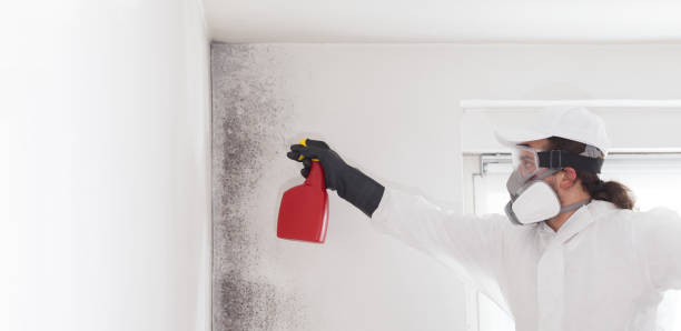 Best Mold Removal Specialists  in Palm Valley, TX