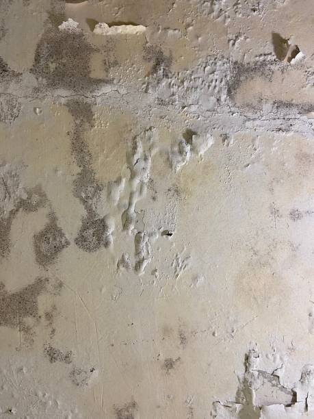 Best Affordable Mold Removal  in Palm Valley, TX