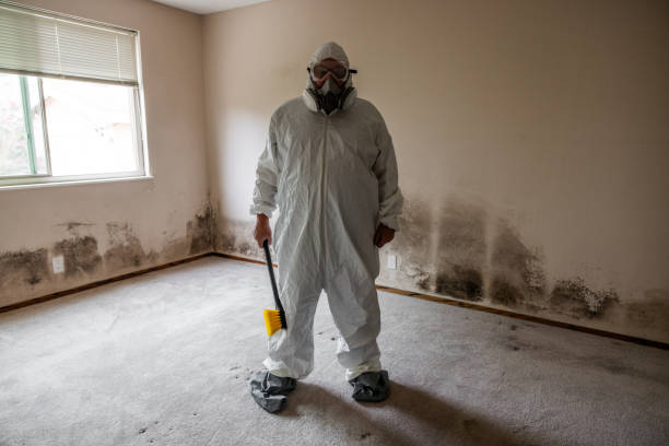 Mold Testing and Removal in Palm Valley, TX