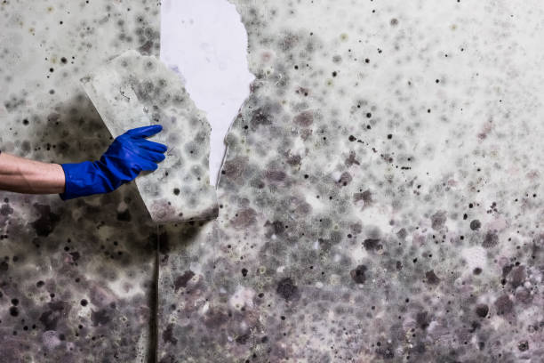 Best Toxic Mold Removal  in Palm Valley, TX