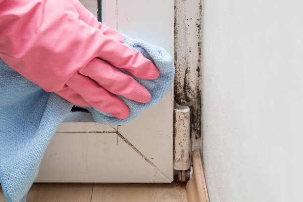 Best Black Mold Removal  in Palm Valley, TX