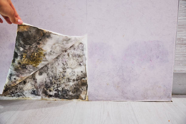 Best Mold Damage Repair  in Palm Valley, TX